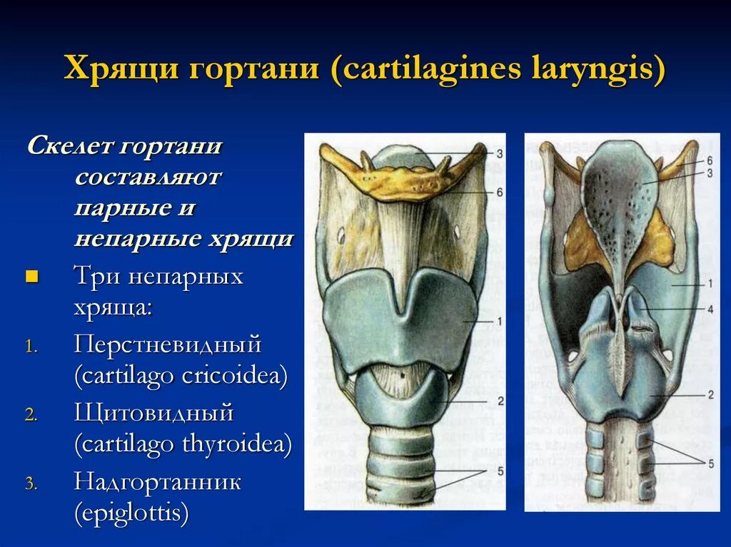 Укажите хрящи гортани