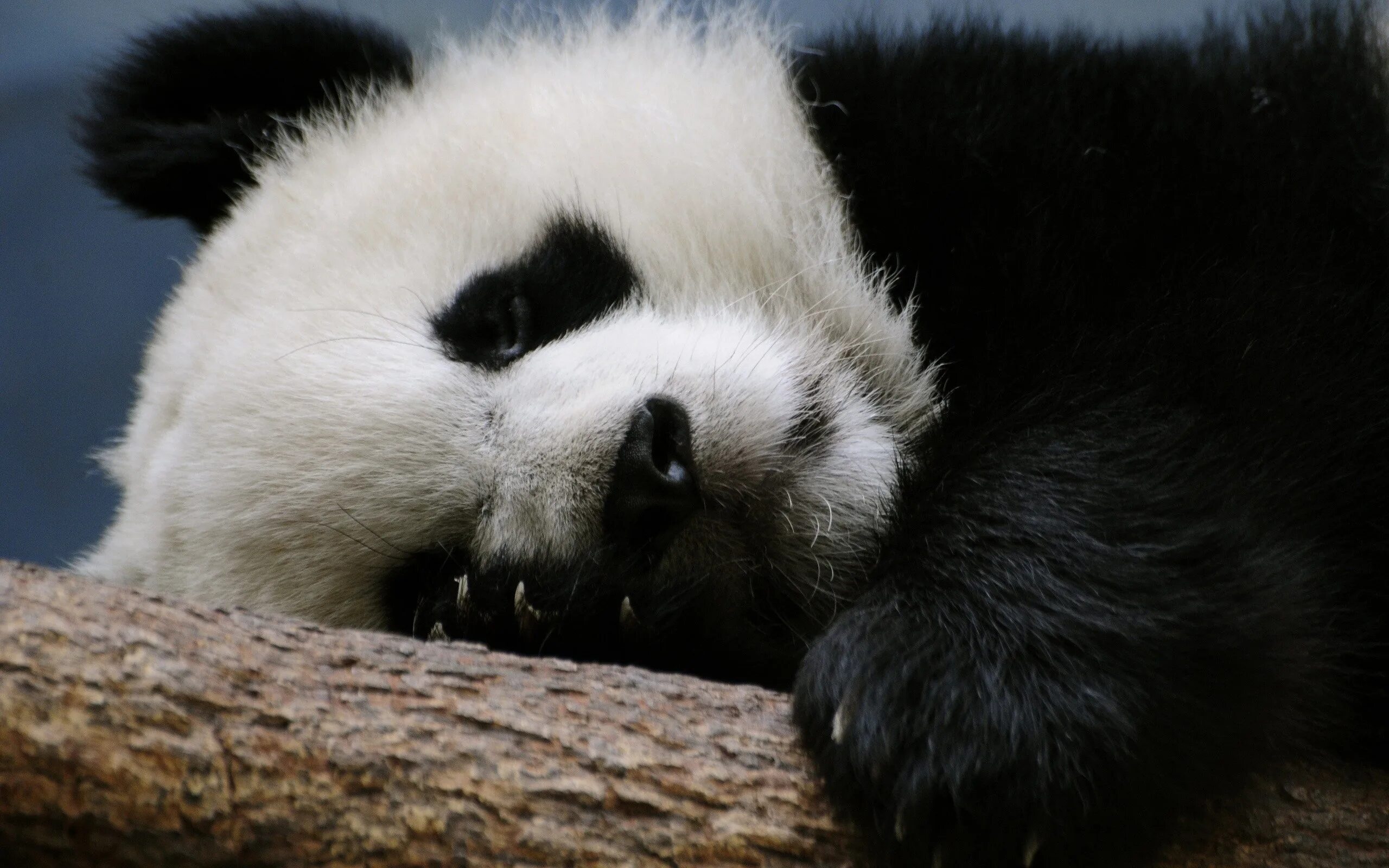 Night pandas