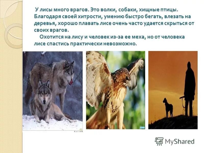 враги лис. враги волка. лисы охотятся. враги лисов. естественные враги лисы.