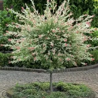 Ива хакуро нишики фламинго