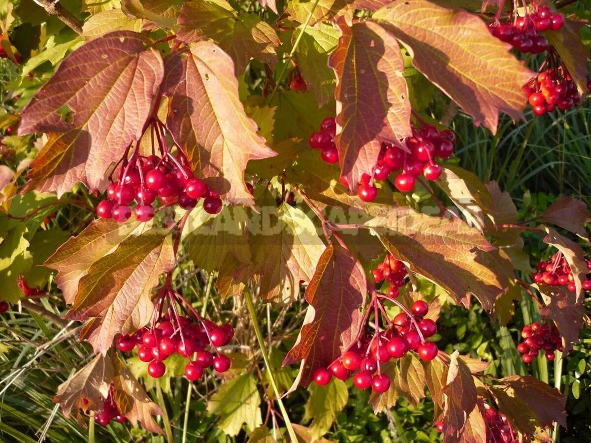 Рябина шведская падуболистная. Рябина поддуболистная. Рябина шведская падуболистная. Рябина шведская падуболистная. Рябина шведская дуболистная.