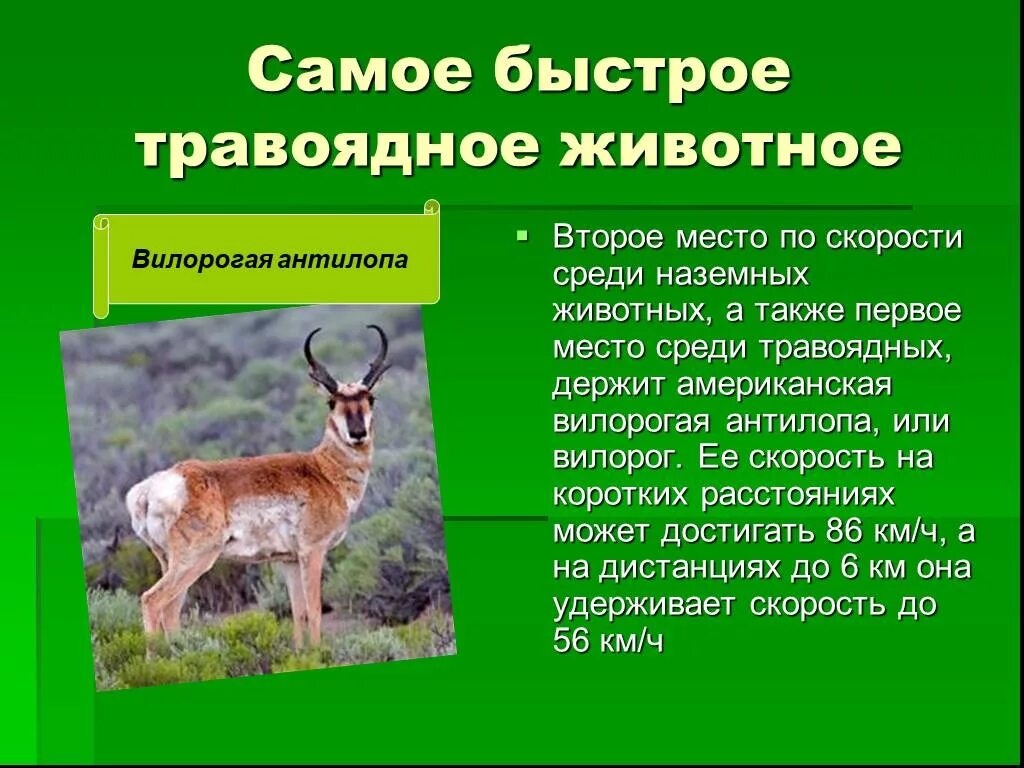 Интиреснеыефактыожывотных. Доклад про гепарда. Быстрота это способность человека выполнять. Бег на длинные дистанции кратко. Физкультура доклад легкая атлетика бег 6 класс.