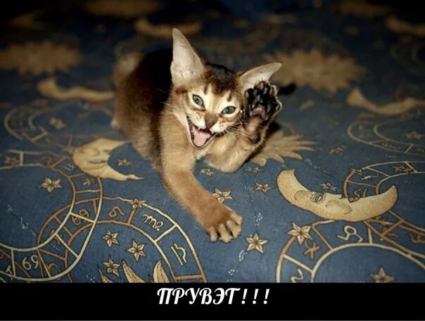 Peggy gou привет с большого бодуна. Привет с большого бодуна. привет земляне картинки.