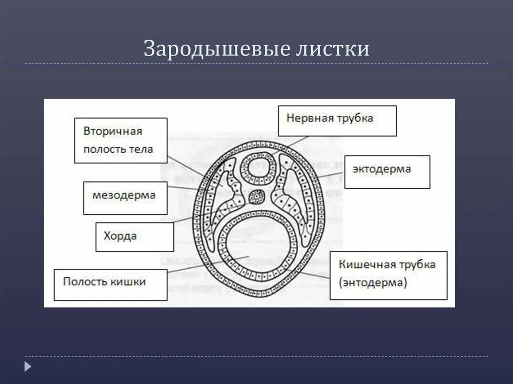 Эктодерма у позвоночных животных. Зародышевые листки эктодерма энтодерма мезодерма. Мезодерма эктодерма энтодерма эмбрион. Структуры и зародышевые листки эмбриона. Строение зародышевого листа.