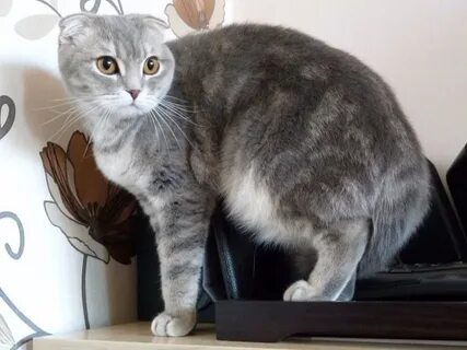 Шотландская кошка причина