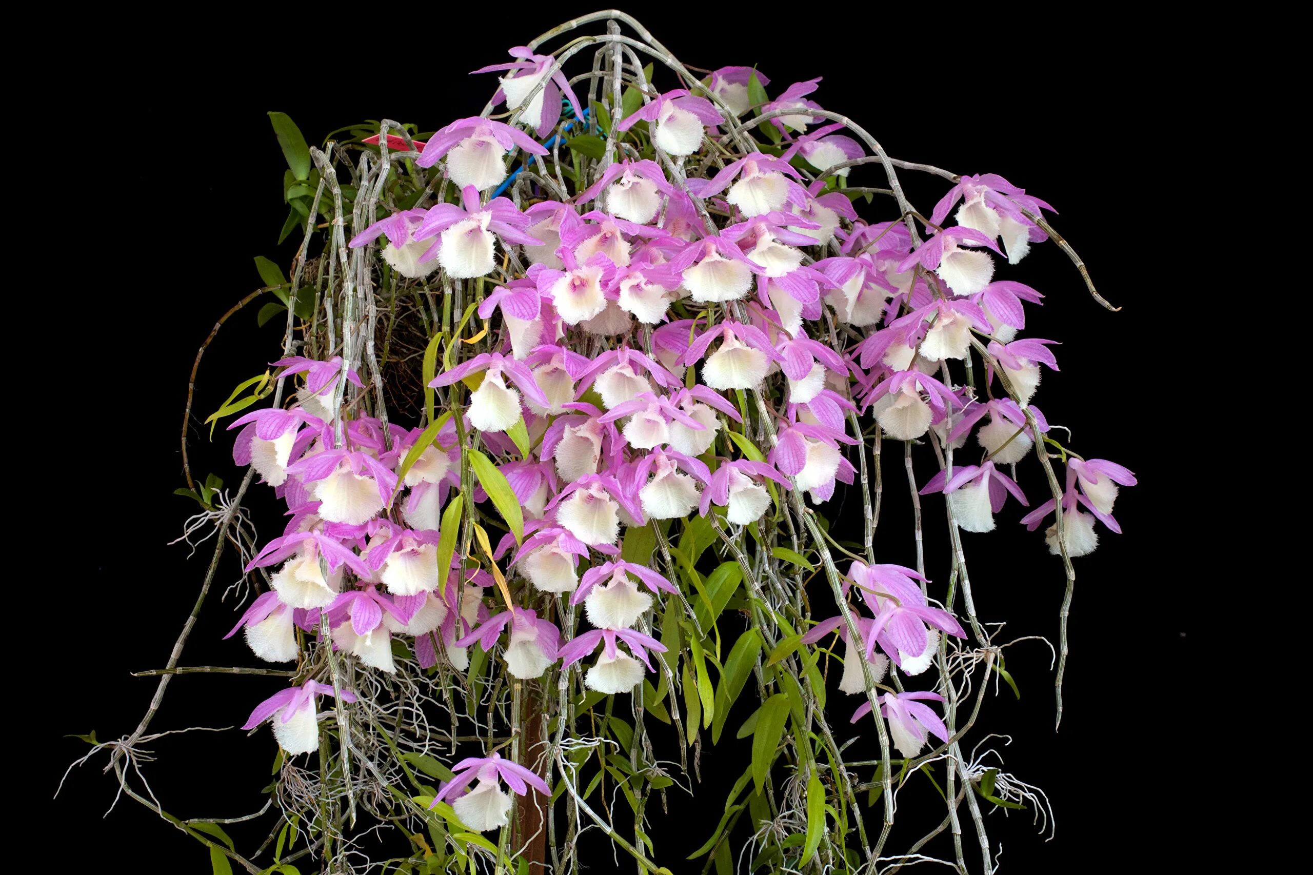 ✿ Магия Цветов Magic Flowers ✿ - Орхидеи orchids - Сообщество - Google+ Поса