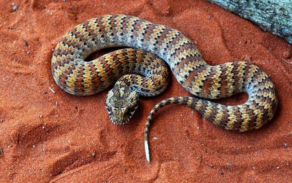 Шипохвост австралийский змея. Acanthophis antarcticus. Acanthophis rugosus.