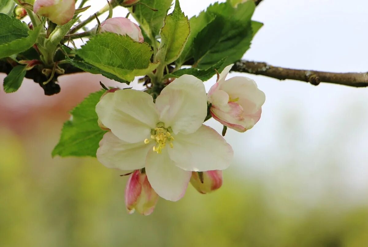 Цветет яблоня Пинк Роуз. Яблоневый цвет (Malus domestica). Яблоневый цвет (Apple Blossom).