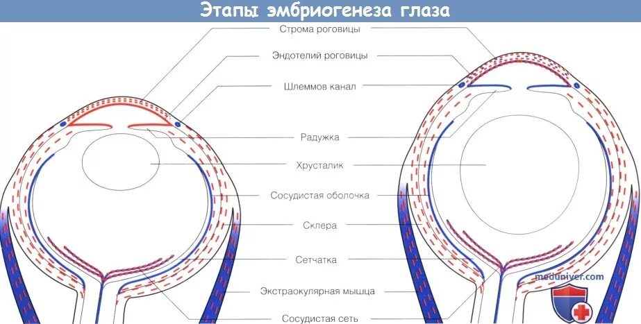 Сетчатка эктодерма