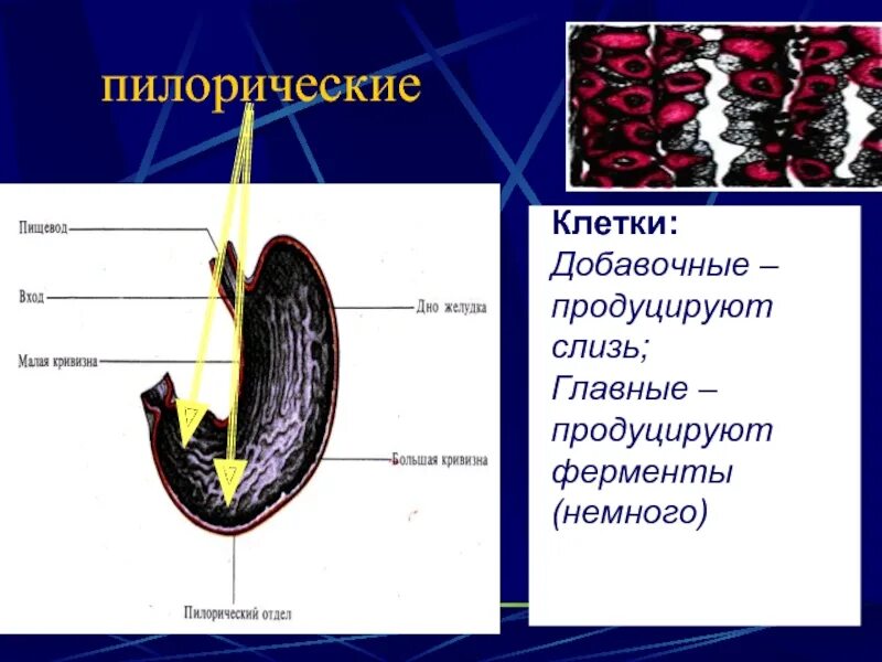 Пилорический отдел желудка функции. Пилорическая часть желудка пилорические железы. Клетки пилорической части желудка.