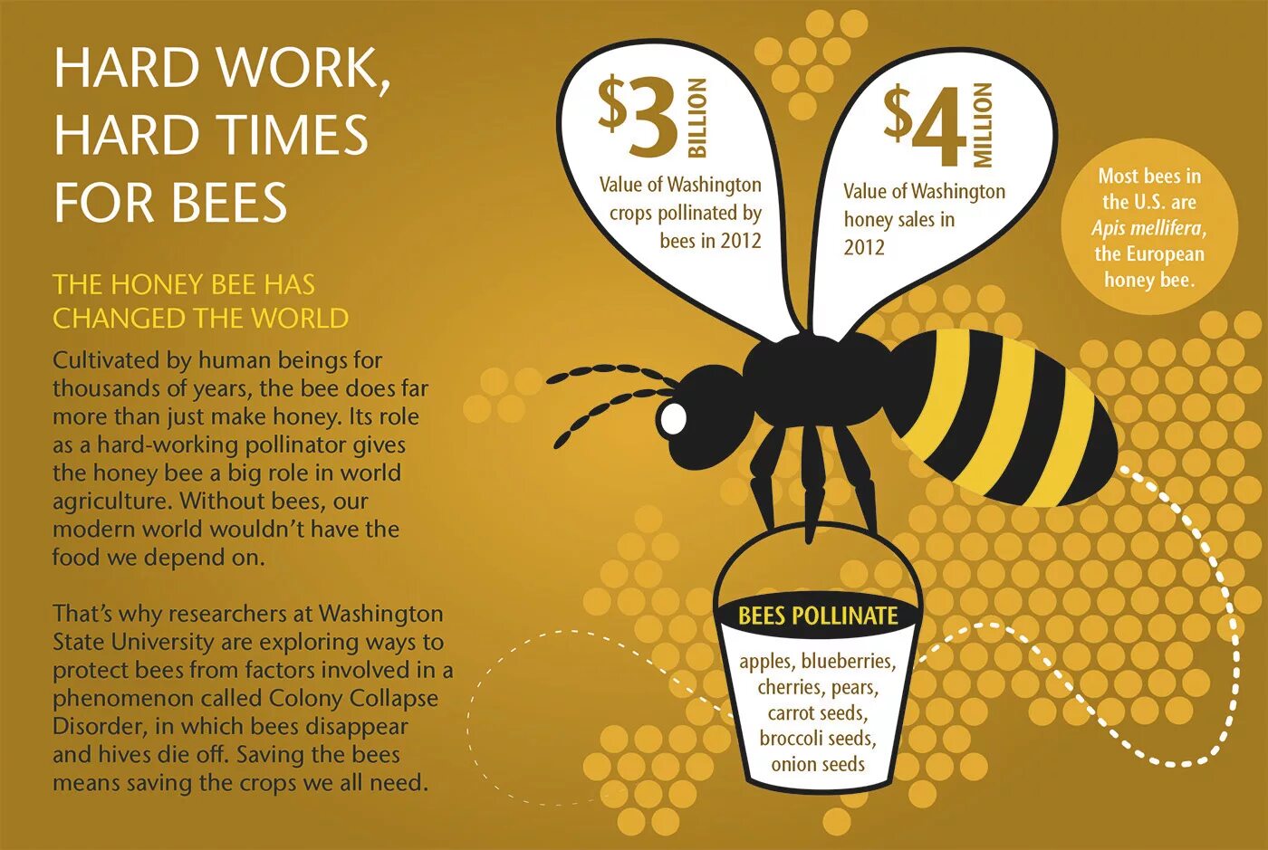 Инфографика пчелы. Инфографика пчелы мёд. Плакат с пчелами. Мед плакат. Honey is перевод