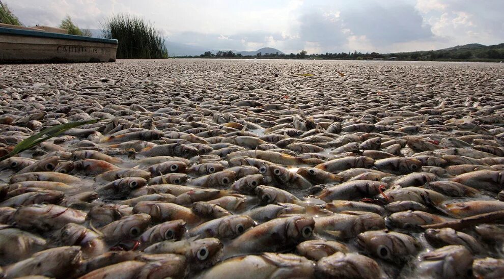 Погибло много рыбы. Куча рыбы. Рыба в озере.
