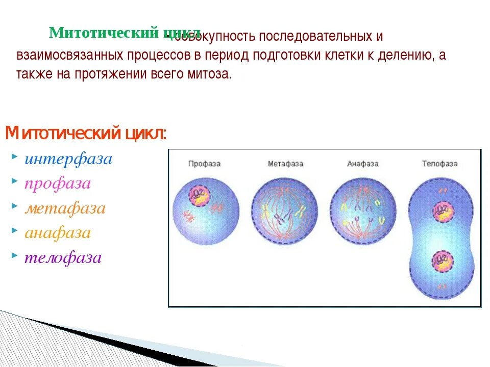 Митотический цикл интерфаза митоз. Процесс подготовки клетки к делению. Деление клетки. Деление клетки интерфаза. Фаза подготовки клетки к делению