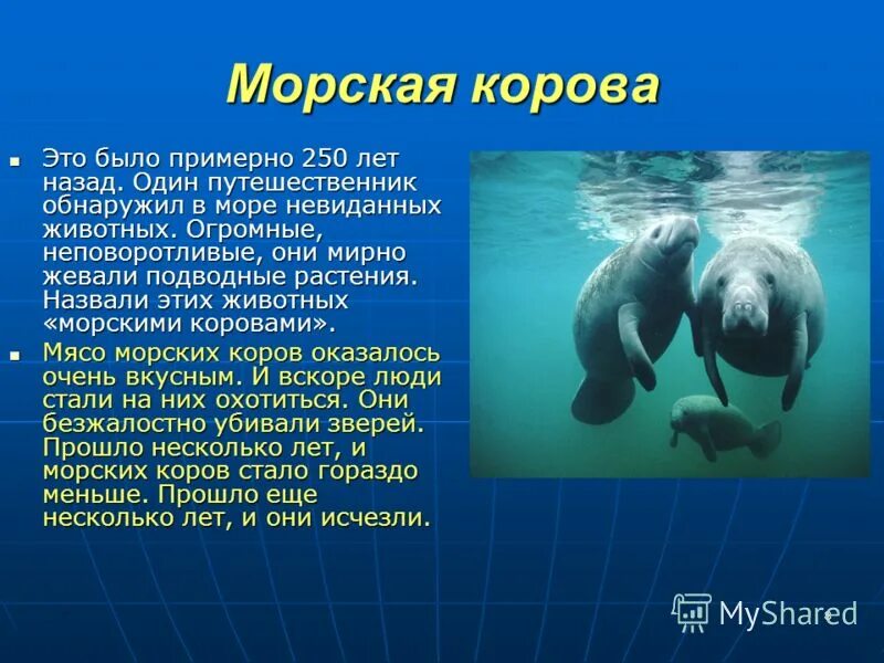 кувшинка белая в саратовской области. водные красной книги. кувшинка четырехгранная (nymphaea tetragona). исчезающие растения из красной книги. водные красной книги.