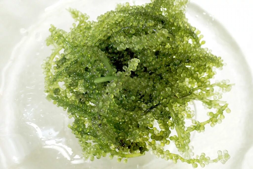 Целебные водоросли. Зелёная корейская водоросль. Фукус морской виноград. Морская водоросль Геншин.