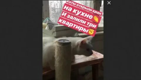 Кот затопил квартиру поляку