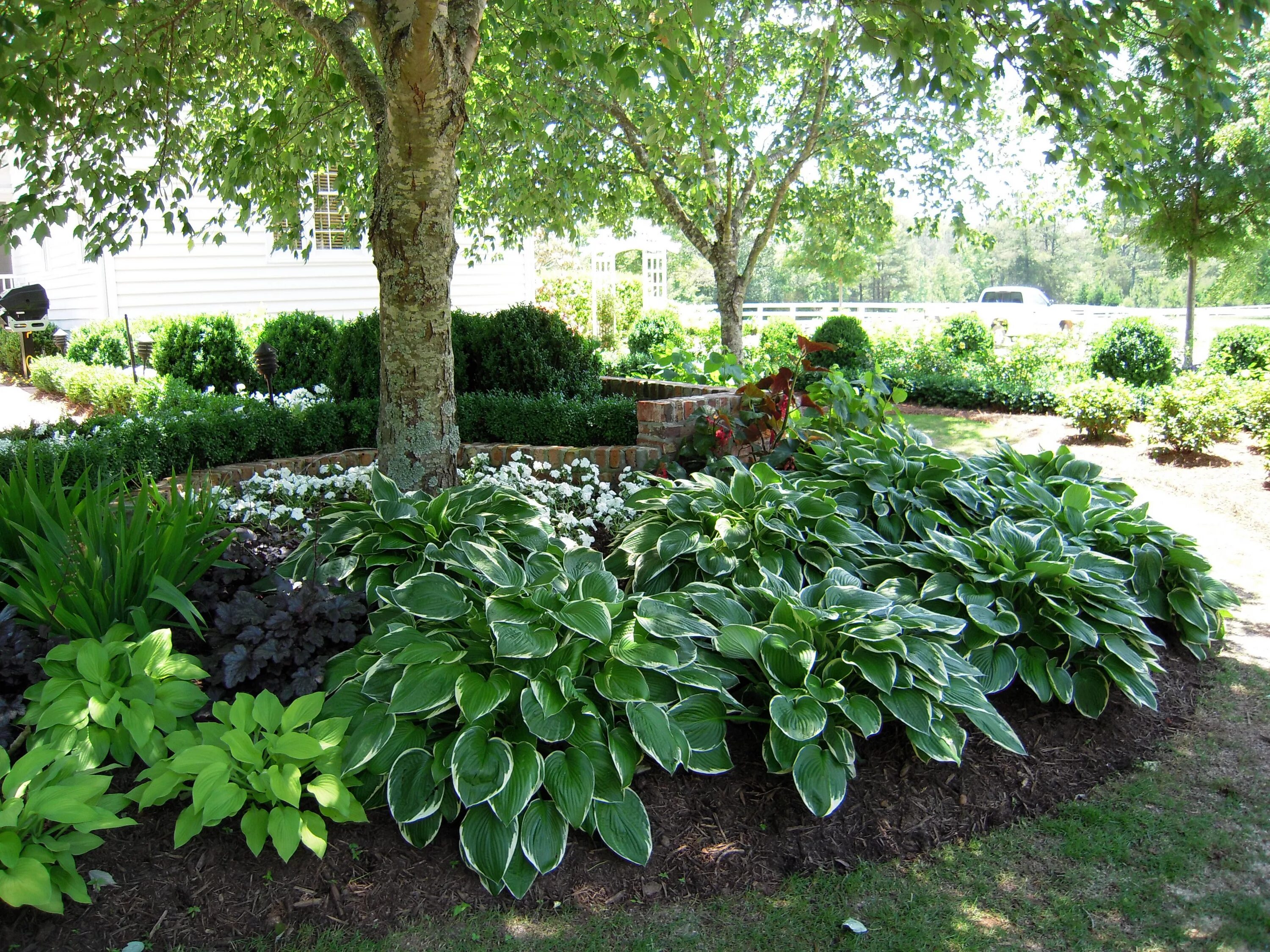 Funkia Hosta GREAT EXPECTATIONS donica /PRODUCENT - 5913575891 - oficjalne archi