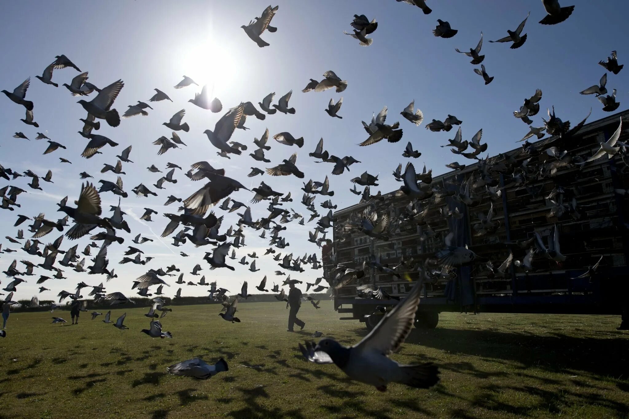 Стая голубей. Голубь взлетает. Голуби разлетаются. Голуби разлетаются. Голуби кружат.