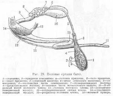 Половая система самцов