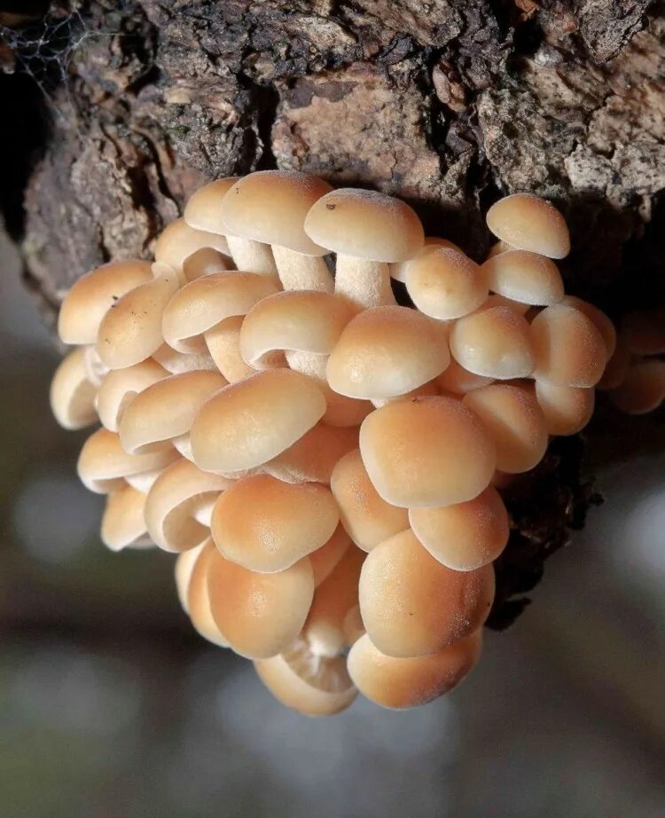 Фламмулина мицелий. Мицелий грибов опенок летний. Фламмулина бархатистоножковая. Зимний гриб фламмулина.