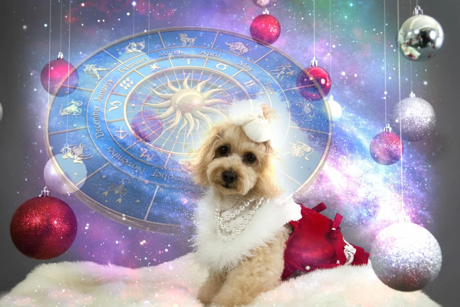 Год собаки. Астрологический новый год. Год зодиака собака. Год собаки в астрологии.