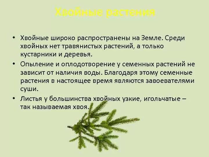 Презентация на тему хвойные растения. Сообщение о хвойных. Биогеоценоз хвойного леса. Назовите особенности хвойных растений. Каковы характерные признаки хвойных растений кратко.