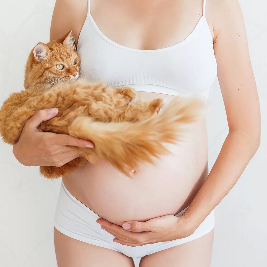Почему люди беременные. Коты и беременные женщины.