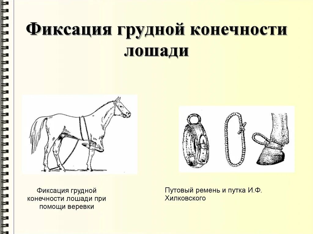 Способы и особенности фиксации конечностей. Механические способы фиксации лошадей. Фиксация грудной конечности лошади. Фиксация тазовой конечности лошади. Фиксация задних конечностей лошади.