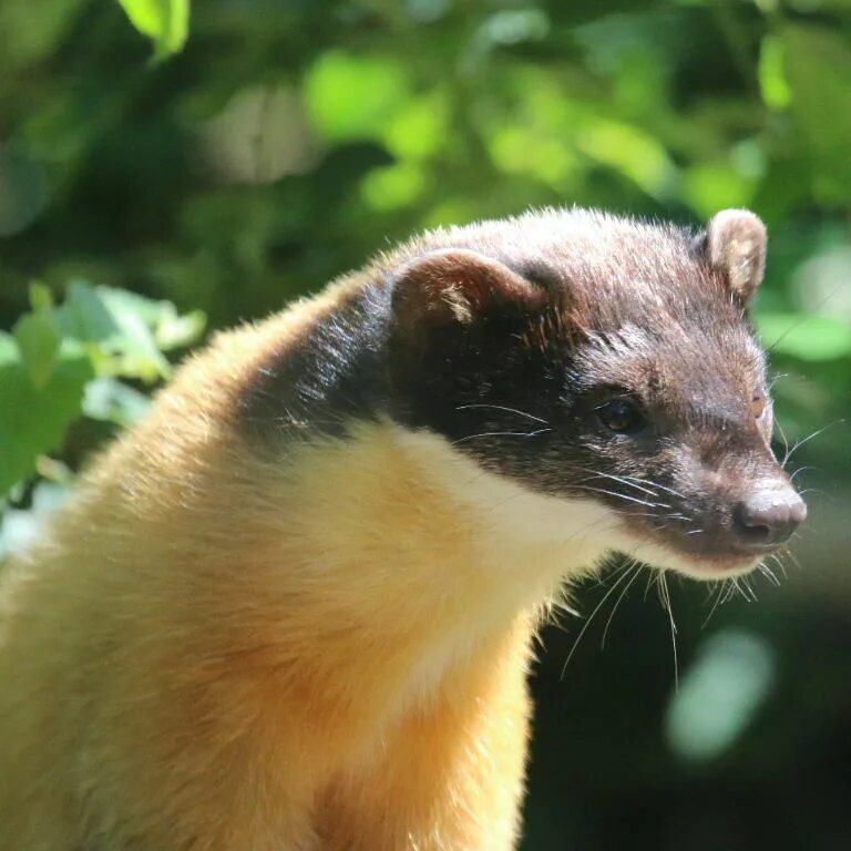 Харза дальневосточная уссурийская куница. Непальская куница харза. Харза животное фото и описание. Харза уссурийская тайга. Харза уссурийская.