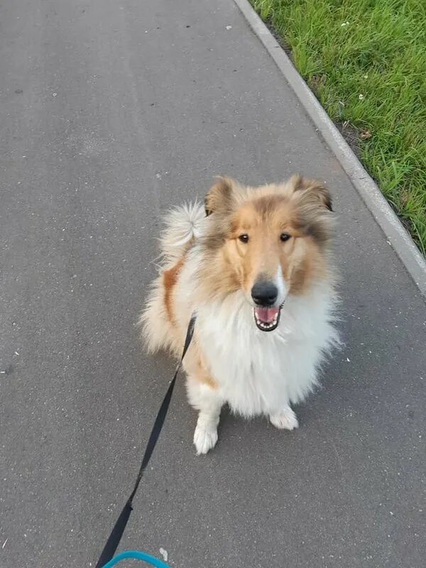 Метис басенджи с расселом. Купить собаку в балашихе. Собаки. Балашиха собака. Найдена собака балашиха.