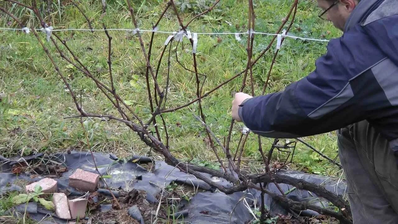 Как обрезать виноград весной фото