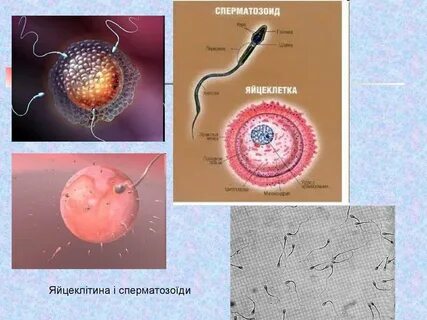 Как доставляются спермии к яйцеклеткам