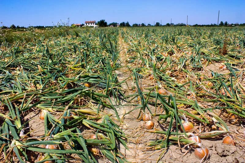 Бессоновские луковые поля. Лук севок репчатый в поле. Луковые горы. Горе луковое картинки. Горе луковое на поле.