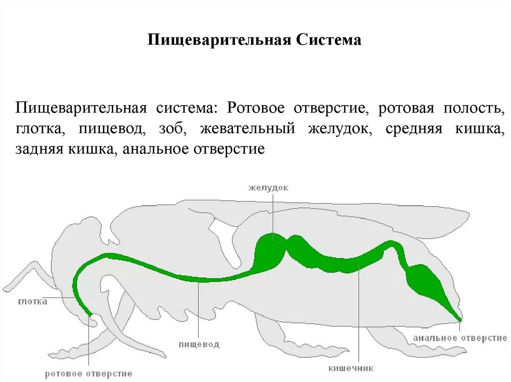 Пищ система членистоногих. Пищеварительная система насекомых. Отделы пищеварительной системы насекомых. Схема пищеварения насекомых. Пищеварительная система система у насекомых.