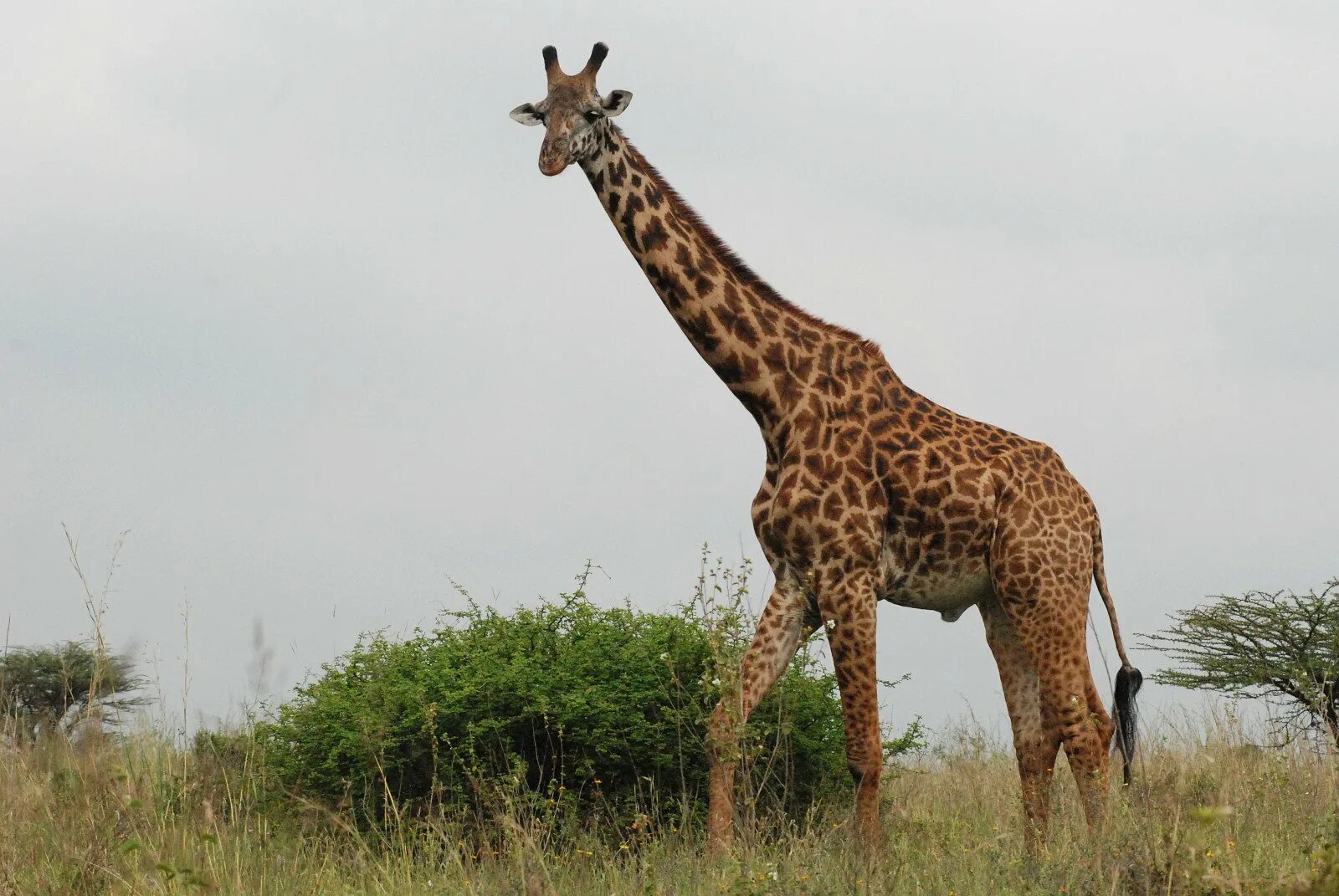 Нубийский Жираф. Жираф Джордж. Жираф самое высокое животное на земле. Животные жарких стран.