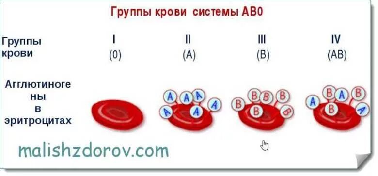 Ab 1 группа крови. Система ab0 группы крови. Ab0 группа крови. Группы крови таблица ab0. Классификация групп крови по системе ab0..