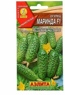 Сорт огурцов меринда