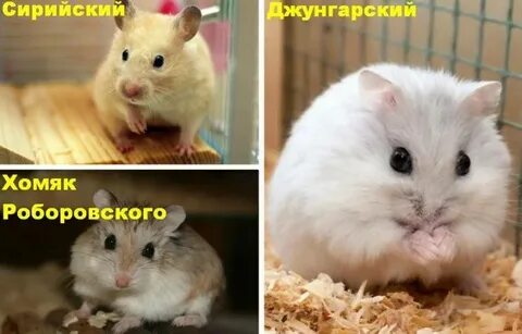 Сирийский хомяк отличия