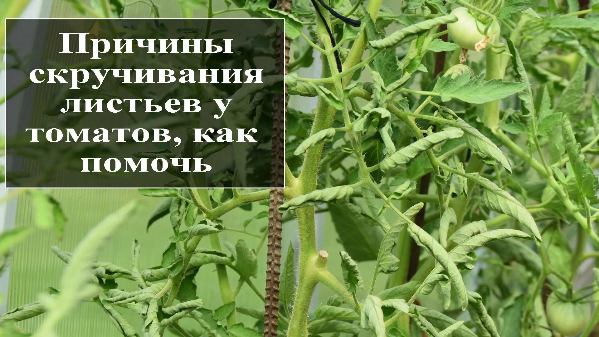 Лист томата закручивается во внутрь. Скручиваются листья у томатов. скручивание листьев у томатов. помидоры скручивают листья. скручиваются листья у томатов в теплице.