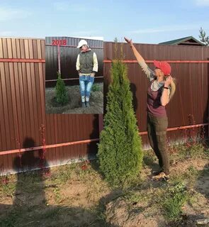 Расстояние посадки туи от забора