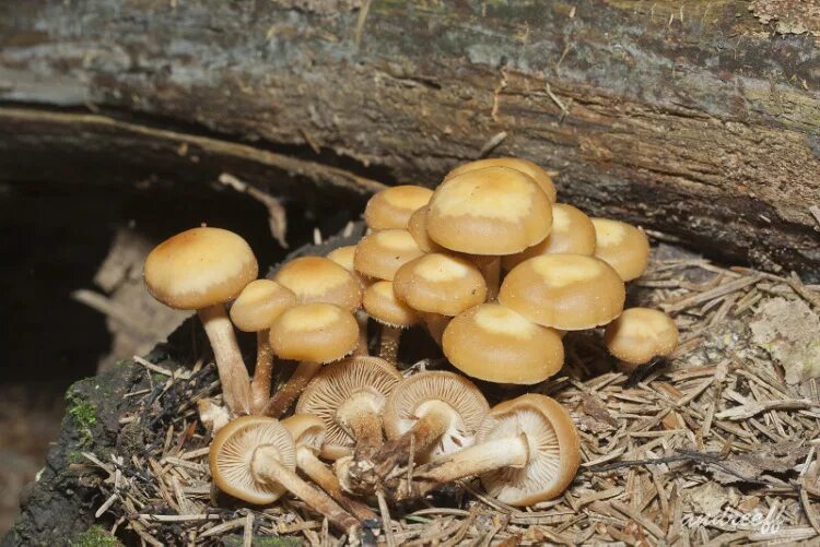 Опята трубчатые. Опята степные крымские. Опятапластинчаты грибы. Опенок пластинчатый гриб. Опята грибы степные.