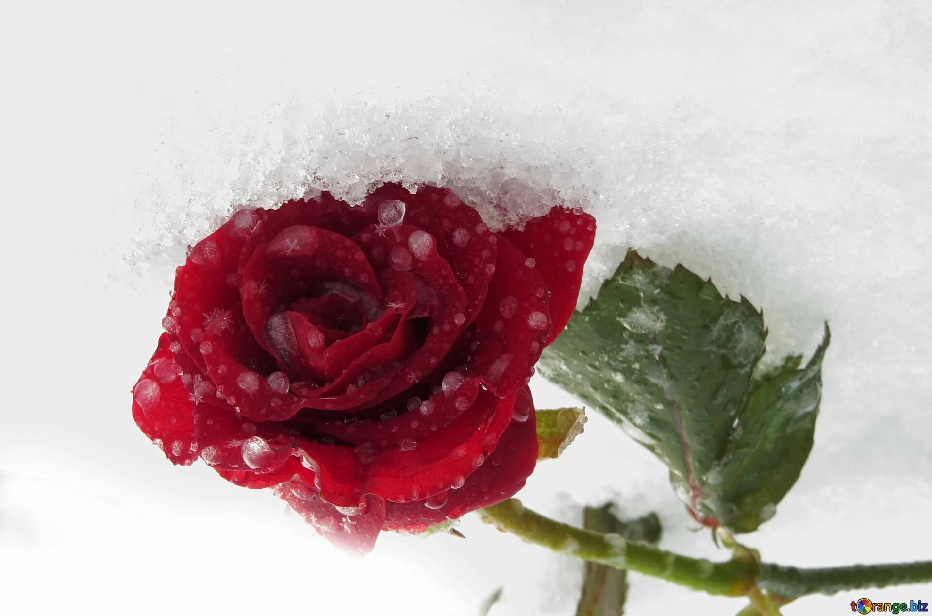 Красные цветы зимние розы. Цветы в снегу. Красные цветы на снегу. Розы под снегом. Красные розы зимой.