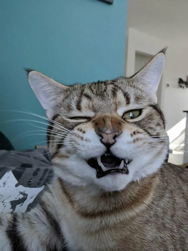 Смазанные коты
