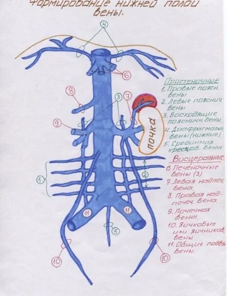 Hemiazygos vein Brachiocephalic vein Superior vena cava, others, angle, heart, h