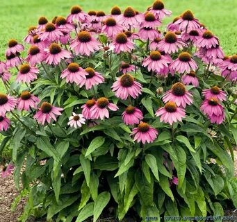 Эхинацея purpurea