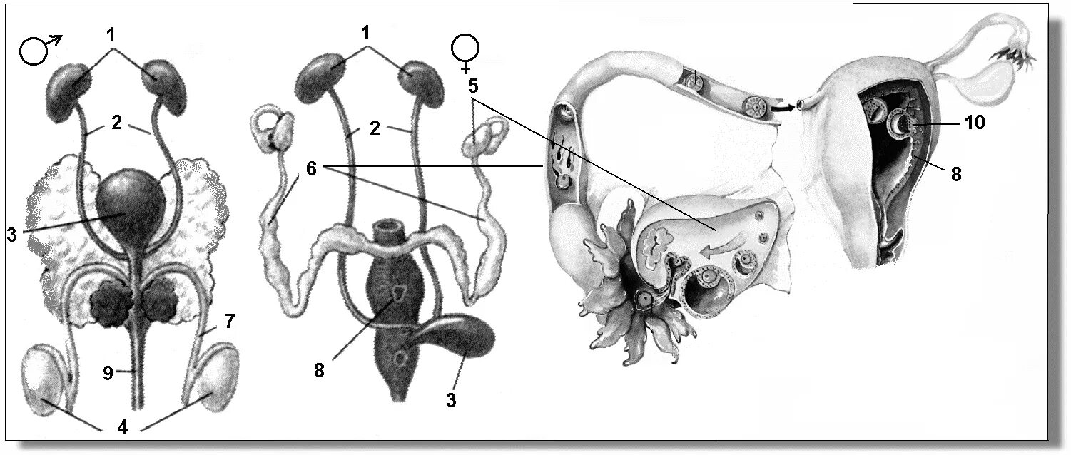 Биология женские органы. Выделительная и половая система млекопитающих. Выделительная система и половая система млекопитающих. Строение выделительной и половой системы млекопитающих. Мочеполовая система млекопитающих схема.