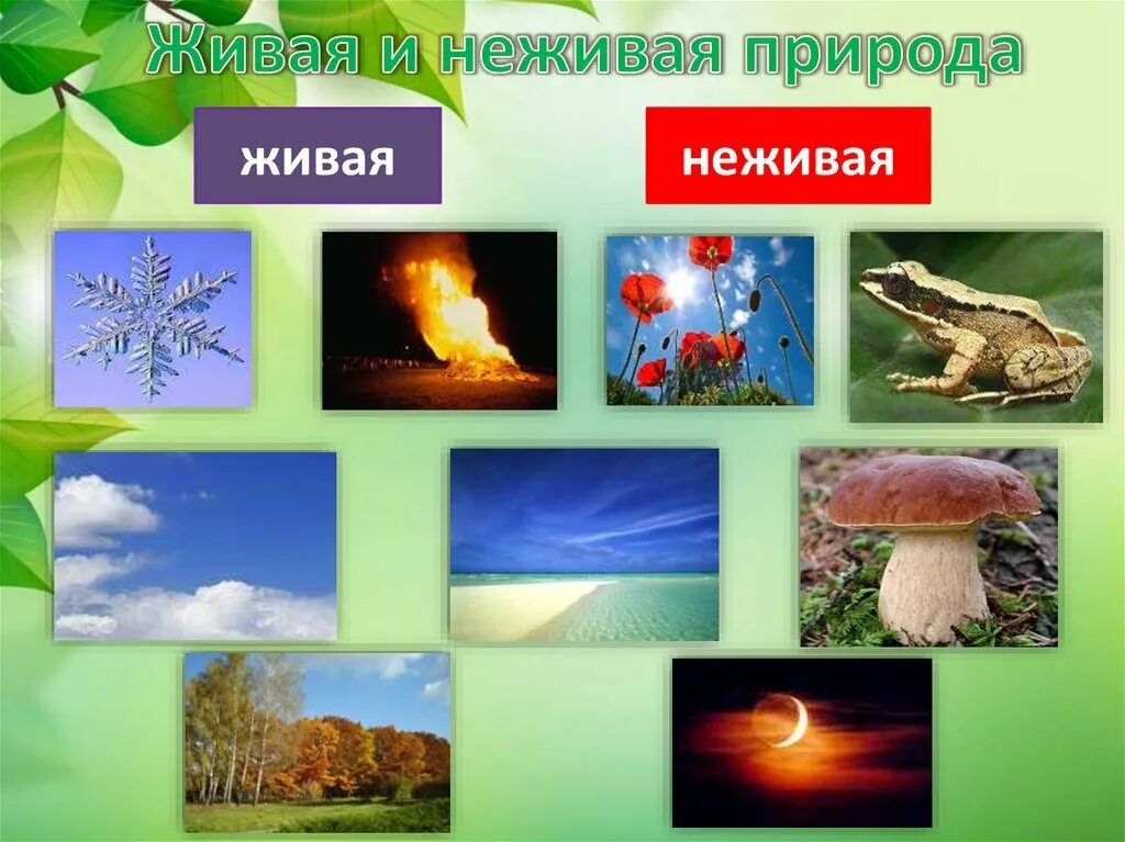 Живая и недива ЯПРИРОДА. Жиыая и не зивая природа. Дивая и не Дивая природа. Живая и нен Живвая природа. Свойство живой и неживой природы