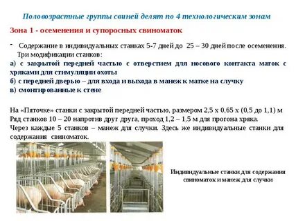 Системы и способы содержания свиней