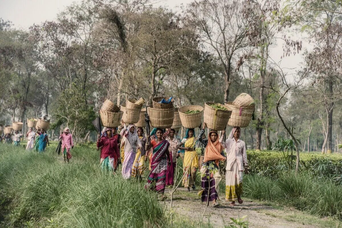 Штат Ассам Индия. Чайный штат Индии Ассам. Индийское чаепитие. In northern india they harvest their