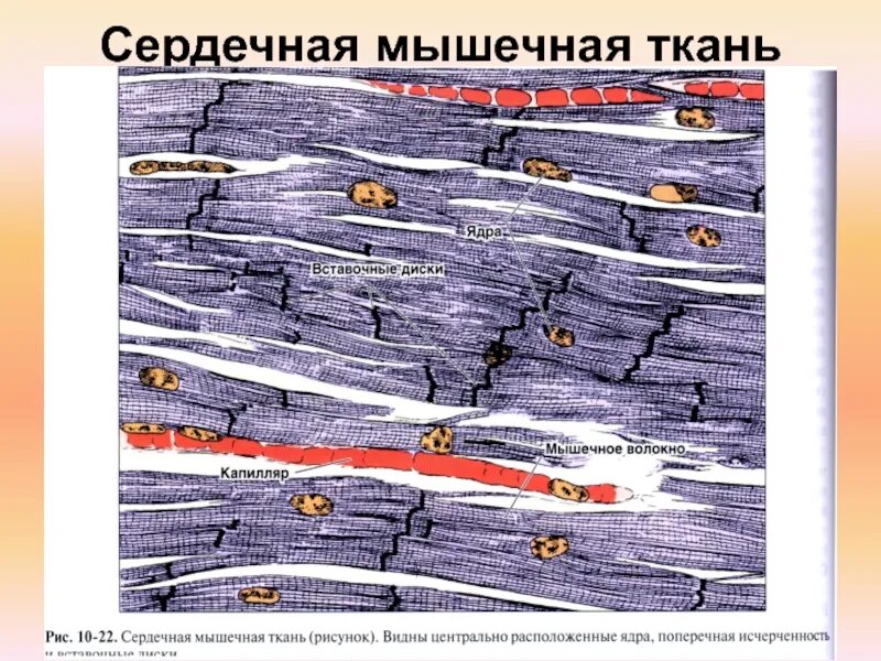 Сердечная ткань рисунок. Поперечно полосатая сердечная мышечная ткань ядра. регенерация сердечная мышечная ткань гистология. регенерация поперечно-полосатой сердечной ткани. поперечно полосатая сердечная мышечная ткань регенерирует.
